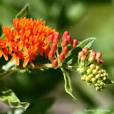 Image result for Pleurolobus salicifolius