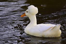 (a feature unique to skin cells) o avascular (remember. Quack Quack The Crested Ducks Have Unique Afro Hair Which Can Also Kill Them Yodoozy