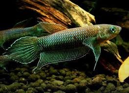 Let S Preserve Wild Betta Simorum Pair Betta Betta Fish Fish Breeding