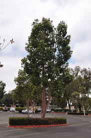 Image result for Lophostemon confertus