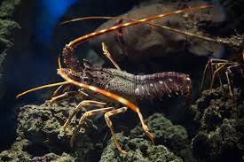 Image result for Palinurus elephas