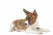 PuppyFind | Basenji Puppies for Sale