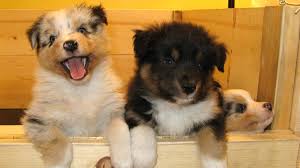 This ball has the potential to be great. How To Help A Dog Whelp Or Deliver Puppies Pethelpful
