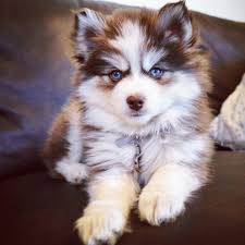 Kairi The Pomsky Pomsky Cute Animals Cute Puppies