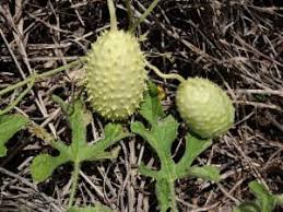 Image result for Cucumis anguria