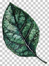 Image result for Telosma africana