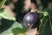 Figue Wikipedia