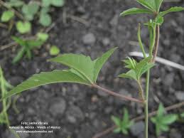 Image result for Merremia quinquefolia