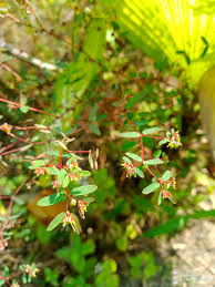 Image result for Euphorbia hyssopifolia