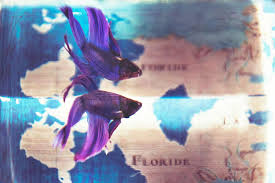 They can be found, and when they are present, a purlple betta fish will have a dark purple body with violet or orange fins. Purple Betta Fish Elusive Genetics Betta Source