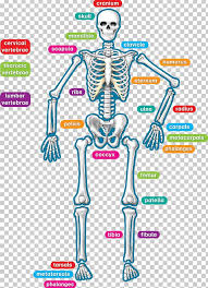The entire arm is referred to as the brachium and brachial, the front of the elbow as the antecubitis and antecubital, the back of the elbow as the olecranon or olecranal, the forearm as the antebrachium and antebrachial, the wrist as the carpus and carpal area, the hand as the manus and manual, the palm as the palma and palmar, the thumb as. Human Skeleton Human Body Anatomy Teacher Png Clipart Anatomy Area Arm Bone Classroom Free Png Download