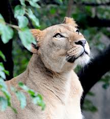 Prides are close family groups. Discover The African Lion Our Animals Indianapolis Zoo