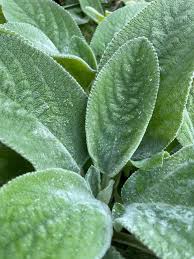 Image result for Stachys