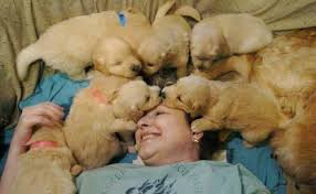 All sold golden retriever puppies, litter of 10. Recovering Retrievers Twin Cities
