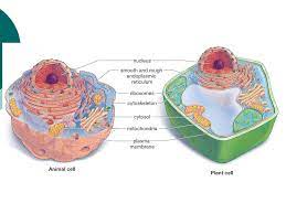 The animal cell and plant cell share many organelles in common, such as a nucleus, er, cytosol, lysosomes, golgi apparatus, cell membrane, and ribosomes. Unit 3 Section Sec 7 2 Cell Structure Animal And Plant Cells Have More Similarities Than Differences Ppt Download