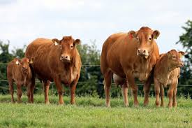 Pics: Successful day at North West Limousin Club Open Day and YMA event