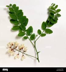 Image result for Robinia pseudo-acacia