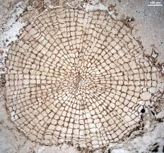 Short Sharp Science Found World S Oldest Wood So Far Patterns In Nature Fossils Fossilized Wood