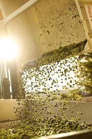 Extra Virgin Olive Oil Boom In State Olive Oil Benefits California Olive Oil Extra Virgin Olive Oil
