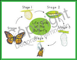 life cycle of the butterfly nomenclature cards montessori plus