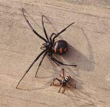 The black widow spider is a group of spiders which includes the southern black widow they are called widow spiders because after they mate the female eats the male spider. Latrodectus The Black Widow Spider Black Widow Spider Black Widow Spider