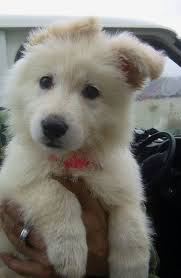 Pin By Henna On A Cute Puppies Pets Cute Animals