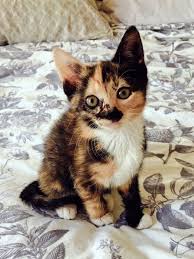 Buy and sell cats to buy on animals sale page 1. Kittens Oc Craigslist Kittens Card Game Kittens Cutest Pretty Cats Cute Cats