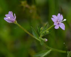 Image result for Epilobium