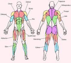 Human muscle system, the muscles of the human body that work the skeletal system, that are under voluntary control, and that are concerned with the following sections provide a basic framework for the understanding of gross human muscular anatomy, with descriptions of the large muscle groups. Simple Muscle Diagram For Kids Google Search Body Muscle Anatomy Muscle Anatomy Muscular System For Kids