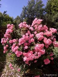 Mein Schoner Mein Schoner In 2020 Rose Shrubs Raegan