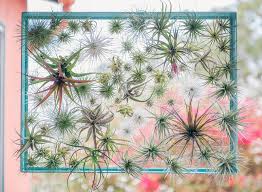 Air plants or tillandsias, if you prefer, are quite different from other indoor flowers and grow in a very different way. How To Care For The Lovely Air Plants That Adorn Your Home