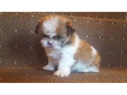 I am sad to announce that colorado shih tzu will be closing its doors. Ckc Shih Tzu Puppies For Loving Homes Animals Idaho Springs Colorado Announcement 22102