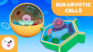 Cells have similar characteristics as living things. Eukaryotic Cells And Their Parts For Kids Plant And Animal Cell Youtube