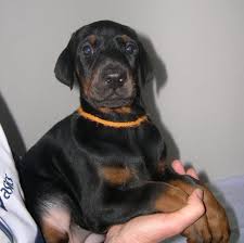 We specialize in european show doberman! Doberman Pinscher Puppies Dog Kennel