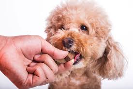 See full list on allthingsnature.org Does Your Dog Have Worms 10 Common Symptoms