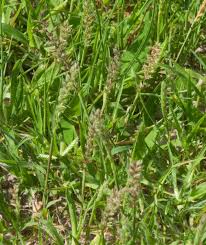 Image result for Tragus koelerioides