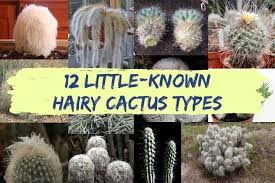 Many species are deeply ribbed and usually bear clusters of spines surrounded by white or the flowers are typically yellow to red and borne along the crown. 12 Little Known Hairy Cactus Types Succulent Alley