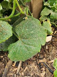 Image result for spider mites cucumber plants