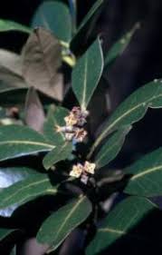 Image result for Avicenniaceae