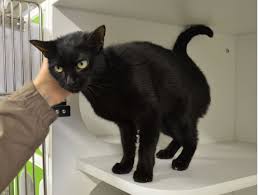 Adopt Jolene On Cats Short Hair Cats Animals