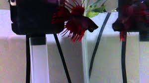 Fighting Fish On Fight Mode Vs His Own Reflection Youtube