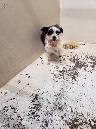 Urgent Not One Dog Adopted All Day At Overcrowded Texas Shelter Pet Rescue Report Animal Rescue Dog Obedience Dog Training Obedience