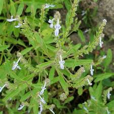 Image result for Aeollanthus suaveolens