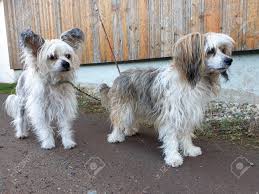 The national dog of cuba is also very cute. Chinese Crested Dogs With Short And Long Hair Stock Photo Picture And Royalty Free Image Image 118669379