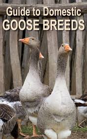 Guide To Domestic Goose Breeds Backyard Poultry Geese Breeds Duck Breeds Raising Farm Animals