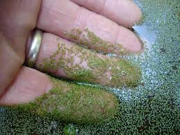 Image result for Wolffia