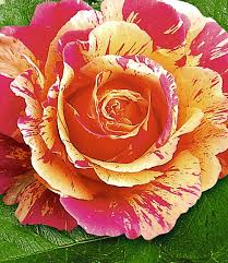 Maler Rose Claude Monet Strauchrosen Bei Baldur Garten Strauchrose Kletterrose Rosen Pflanzen