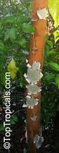 Image result for Eucalyptus sp.