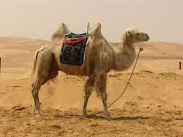 Camel through the eye of a needle. Religion