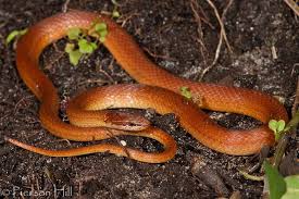 Pine Woods Snake Rhadinaea Flavilata Types Of Snake Snake Reptiles And Amphibians